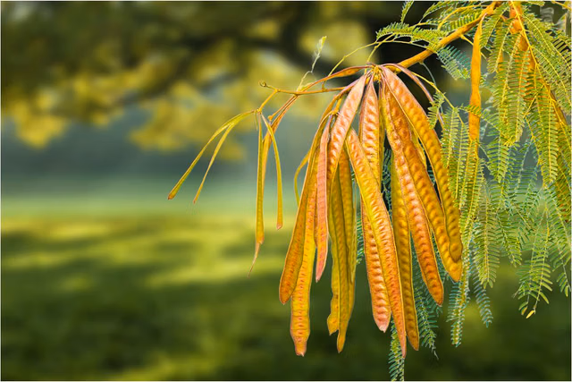 Therapeutic potential of Acacia catechu in psoriasis management